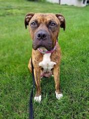Bullboxer Pit Dogs for adoption in Uwchland, PA, USA