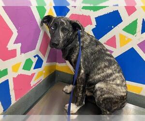 Dutch Shepherd -Unknown Mix Dogs for adoption in Baytown, TX, USA