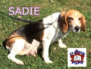 Medium Photo #1 Beagle Puppy For Sale in Strattanville, PA, USA