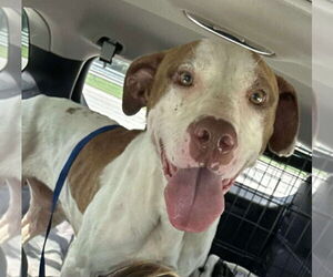 Staffordshire Bull Terrier-Unknown Mix Dogs for adoption in Foristell, MO, USA