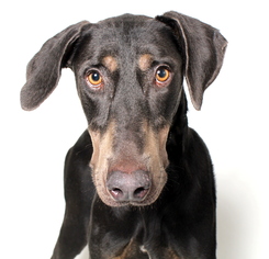Doberman Pinscher Dogs for adoption in West Hollywood, CA, USA