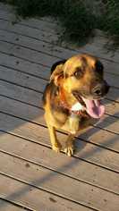 German Shepherd Dog Dogs for adoption in Paw Paw, WV, USA