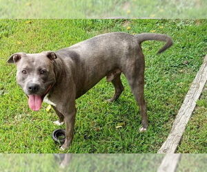 American Pit Bull Terrier-Unknown Mix Dogs for adoption in Cabool, MO, USA