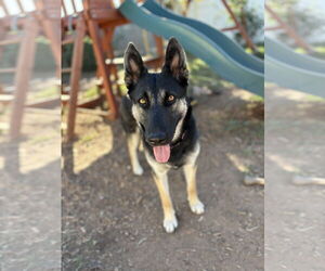 German Shepherd Dog-Unknown Mix Dogs for adoption in Chandler, AZ, USA