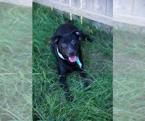 Labrador Retriever Dogs for adoption in Jackson, MS, USA