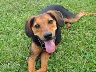 Small Beagle-Black and Tan Coonhound Mix
