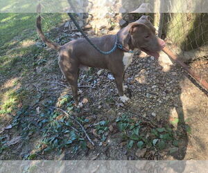 Mutt Dogs for adoption in Jackson, MS, USA