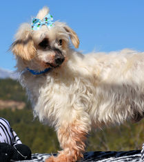 Medium Photo #1 Maltese Puppy For Sale in Bon Carbo, CO, USA