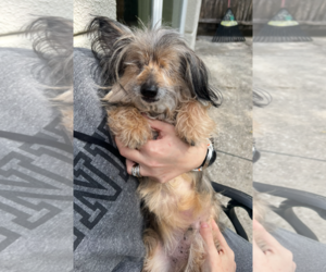 Mutt Dogs for adoption in Monkton, MD, USA