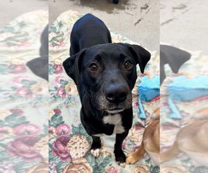 American Pit Bull Terrier-Labrador Retriever Mix Dogs for adoption in Bellevue, WA, USA