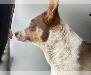 American Pit Bull Terrier-Unknown Mix Dogs for adoption in Houston, TX, USA
