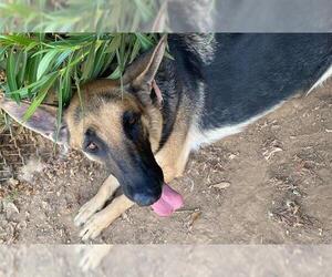 German Shepherd Dog Dogs for adoption in Sacramento, CA, USA