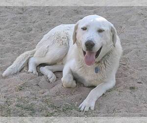 Great Pyrenees-Unknown Mix Dogs for adoption in Canutillo, TX, USA