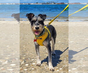 - Mix Dogs for adoption in San Diego, CA, USA