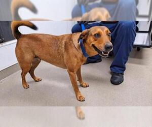 Carolina Dog Dogs for adoption in Fort Lauderdale, FL, USA