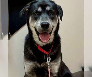 Mutt Dogs for adoption in Canton, CT, USA