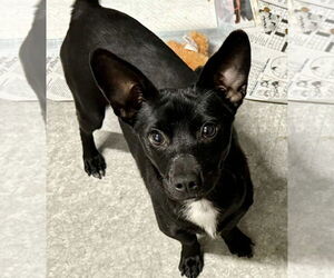 Chiweenie Dogs for adoption in Polson, MT, USA