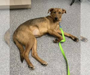 Labrador Retriever-Unknown Mix Dogs for adoption in Anchorage, AK, USA