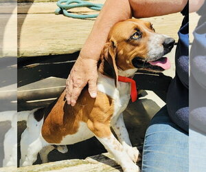 Beagle-Unknown Mix Dogs for adoption in Rockaway, NJ, USA