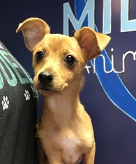 Chihuahua Dogs for adoption in Holden, MO, USA