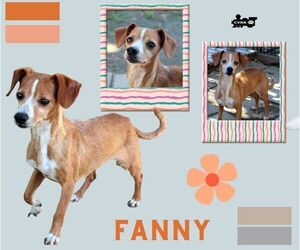 Chihuahua-Unknown Mix Dogs for adoption in Lindsay, CA, USA