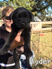 Labrador Retriever Dogs for adoption in Fairhope, AL, USA