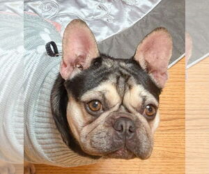 French Bulldog Dogs for adoption in San Ramon, CA, USA
