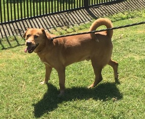 Basenji-Labrador Retriever Mix Dogs for adoption in Carmichael, CA, USA