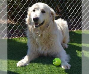 Great Pyrenees-Unknown Mix Dogs for adoption in Murfreesboro, TN, USA