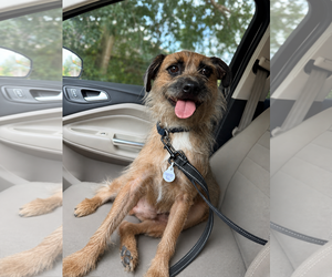 Border Terrier-Unknown Mix Dogs for adoption in Oakhurst, NJ, USA