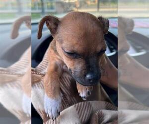 Chihuahua Dogs for adoption in San Antonio, TX, USA