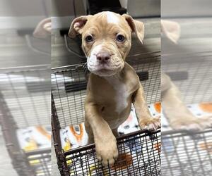 Dogue de Bordeaux-Unknown Mix Dogs for adoption in Redlands, CA, USA