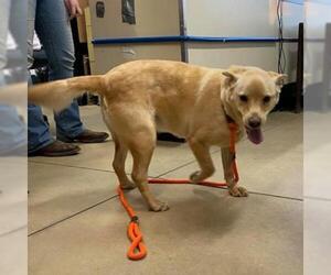 Golden Retriever Dogs for adoption in Wadena, MN, USA