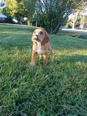 Labrador Retriever Dogs for adoption in Forest, VA, USA