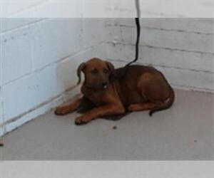 Labrador Retriever-Unknown Mix Dogs for adoption in San Bernardino, CA, USA