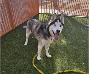 Siberian Husky-Unknown Mix Dogs for adoption in Las Vegas, NV, USA
