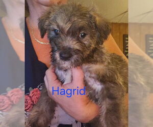 Havanese Dogs for adoption in Mt. Laurel, NJ, USA