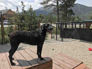 Border Collie Dogs for adoption in Frisco, CO, USA