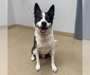 Mutt Dogs for adoption in Aurora, CO, USA