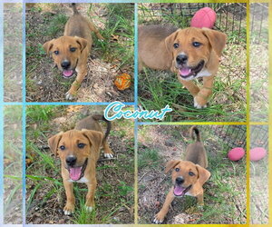 Labrador Retriever-Unknown Mix Dogs for adoption in Blacksburg, SC, USA