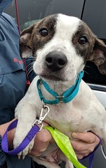 Jack Russell Terrier Dogs for adoption in Southampton, NY, USA