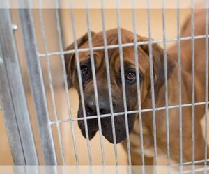 Mastiff Dogs for adoption in Martinez, CA, USA