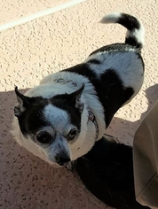 Chihuahua Dogs for adoption in Surprise, AZ, USA
