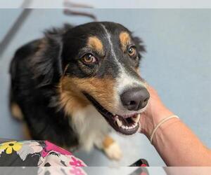 Australian Mountain Dog Dogs for adoption in Denver, CO, USA