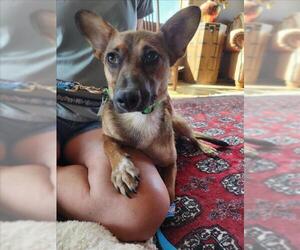 Mutt Dogs for adoption in Fort Collins, CO, USA