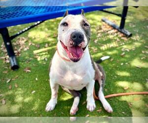Bull Terrier-Unknown Mix Dogs for adoption in Orlando, FL, USA
