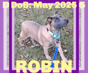 Mutt Dogs for adoption in Sebec, ME, USA