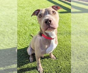 Mutt Dogs for adoption in Brighton, CO, USA