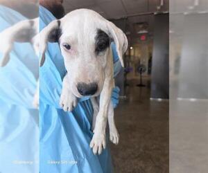 Great Dane-Unknown Mix Dogs for adoption in San Antonio, TX, USA