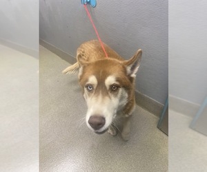 Siberian Husky-Unknown Mix Dogs for adoption in Las Vegas, NV, USA